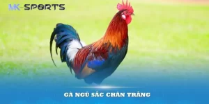 Gà ngũ sắc chân trắng là gì? Cách nhận biết gà ngũ sắc đơn giản